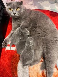 Gattini Scottish Fold