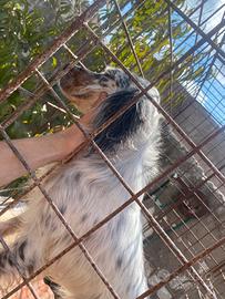 Setter inglese