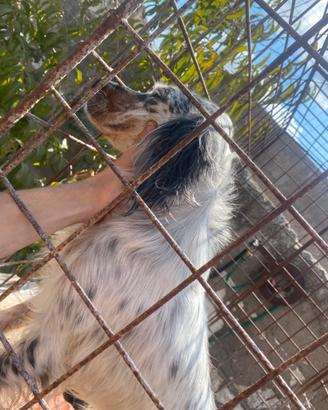 Setter inglese