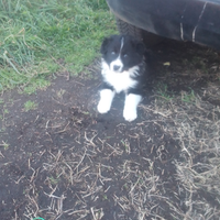 Cuccioli border collie