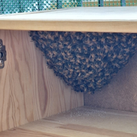 Recupero sciami di api