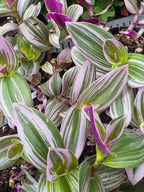 Tradescantia nanouk 