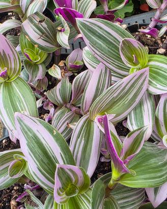 Tradescantia nanouk 