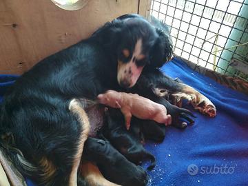 Cuccioli taglia media