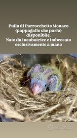 Parrocchetto allevato a mano