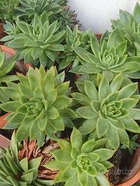 pianta ornamentale echeveria