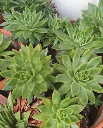 pianta ornamentale echeveria