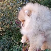 Pomerania spitz tedesco volpino nano