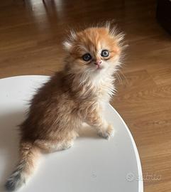 Scottish fold(meno di 2 mesi)