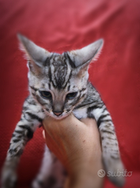 Femmina Savannah nipote di serval