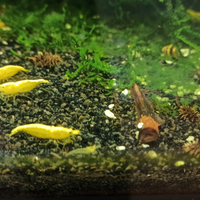 Caridine yellow fire neon selezionate con cura