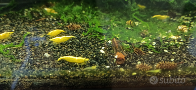 Caridine yellow fire neon selezionate con cura