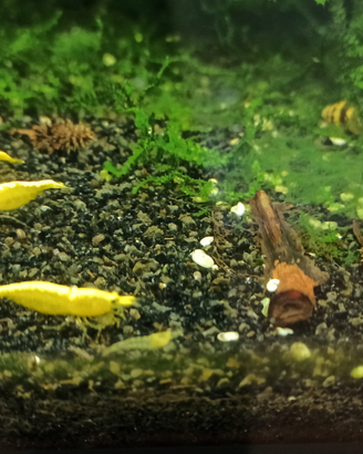Caridine yellow fire neon selezionate con cura
