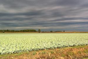 Terreni agrigoli veronesi