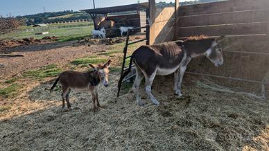 asini pony asinelle