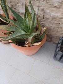 pianta aloe vera