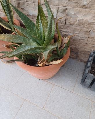 pianta aloe vera