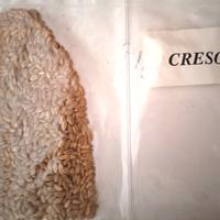 semi di grani antichi