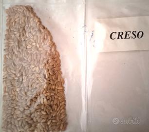 semi di grani antichi