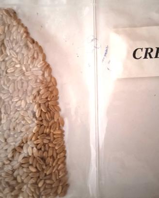 semi di grani antichi