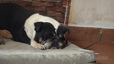 Bulldog inglese