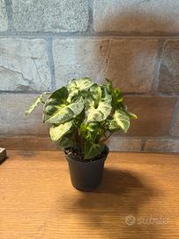 Singonium pixie mini in vaso