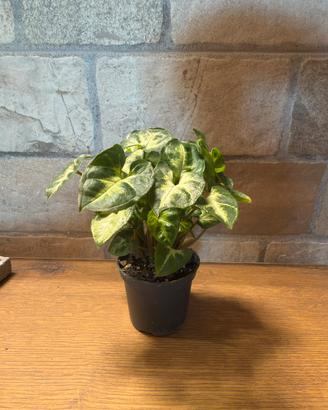 Singonium pixie mini in vaso