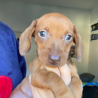 Cuccioli bassotto piebald