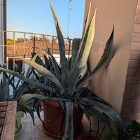 Aloe ed Agave