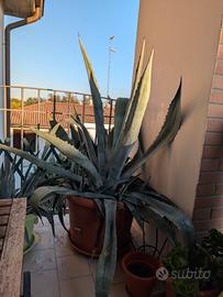 Aloe ed Agave