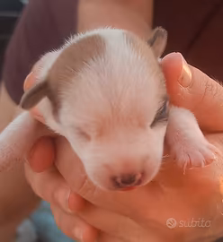Cucciolo jack Russell