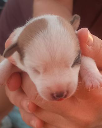 Cucciolo jack Russell