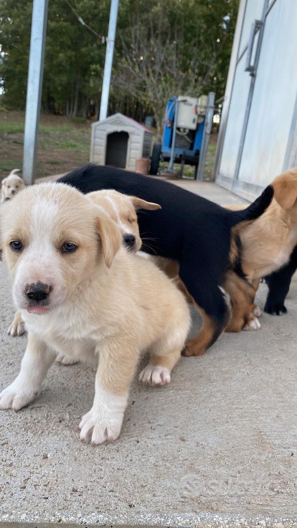 Cuccioli mamma border collie - Animali In regalo a Benevento