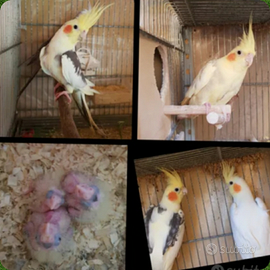 Pullo di calopsite Pezzato