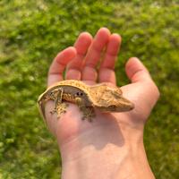 Geco Ciliatus baby tricolor