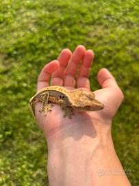 Geco Ciliatus baby tricolor