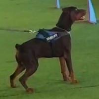 Dobermann