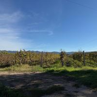 Bolgheri - Terreno vitato