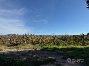 Bolgheri - Terreno vitato