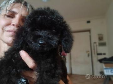 Cucciolo nanetto nero disponibile