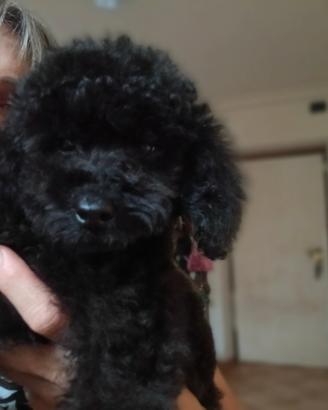 Cucciolo nanetto nero disponibile
