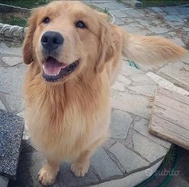 Maschio Goldem Retriever 100% Americano per monta