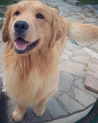 Maschio Goldem Retriever 100% Americano per monta