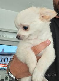 Cuccioli chihuahua