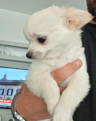 Cuccioli chihuahua
