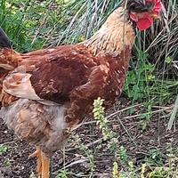 Galletto ciuffato di quasi 5 mesi