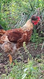 Galletto ciuffato di quasi 5 mesi