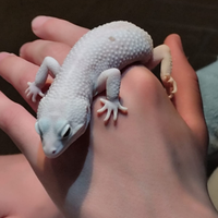 Geco leopardino e terrario (50x80x34 ) trattabile