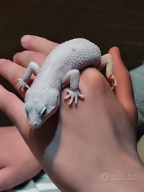 Geco leopardino e terrario (50x80x34 ) trattabile