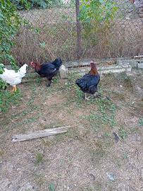 Marans è incroci maschi